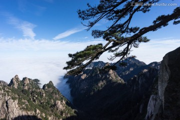 黄山松 蓝天白云