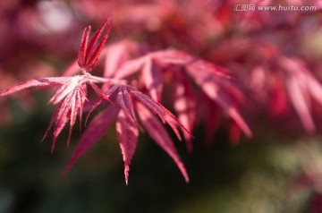 鸡爪枫叶