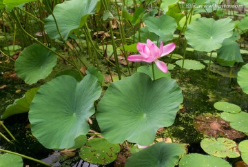 荷花池