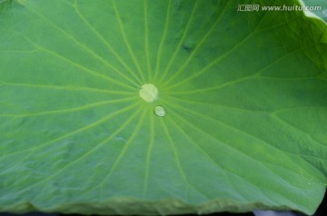 荷葉 水滴