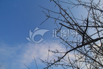 梅花枝和天空