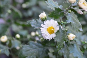 野菊花