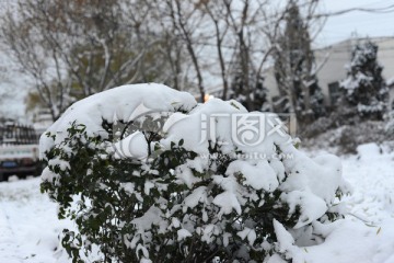 雪景