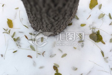 雪地落叶