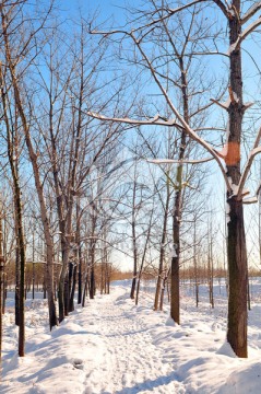 北方天空 大雪 雪后田野 天气