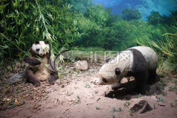 熊猫 大熊猫 标本
