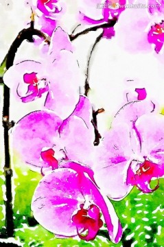 蝴蝶蘭 時(shí)尚裝飾水彩