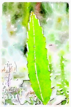 沙漠植物 水彩插画