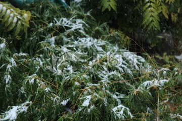 雪后的竹子