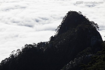 黄山松 逆光剪影 悬崖峭壁