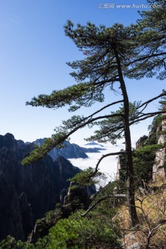 黃山松 豎片 藍天白云