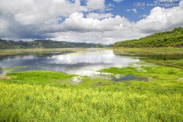 香格里拉油菜花