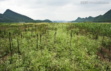 美丽辽阔的草地