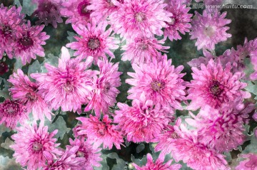 裝飾畫 花朵 TIF無分層