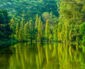 阳光水杉（高清）