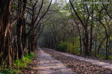 森林小路