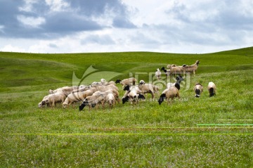 云 草原 羊群 羊
