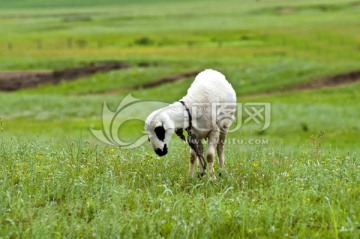 草原 草地 羊
