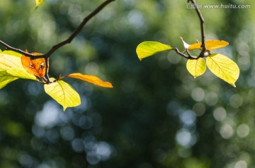 黄色的玉兰花叶