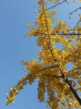 金黄色的银杏树