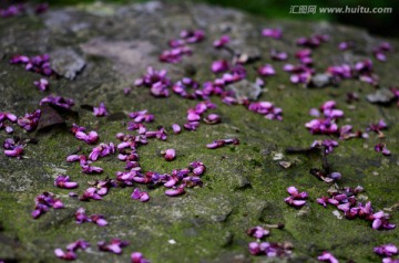 长满青苔的石头上落满花瓣