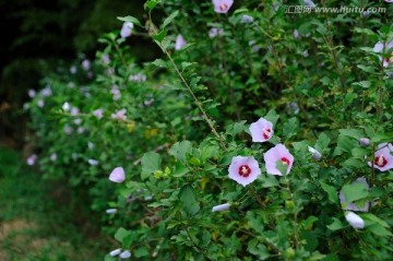 木槿花特写