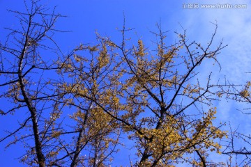 蓝天银杏树