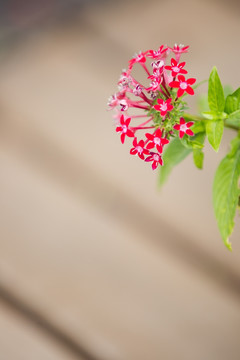 花卉龙船花