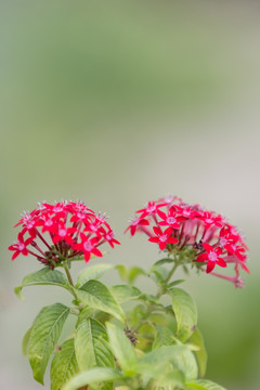 花卉龙船花