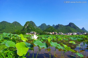 荷塘 风景