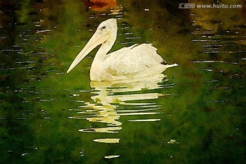鵜鶘 水彩裝飾畫