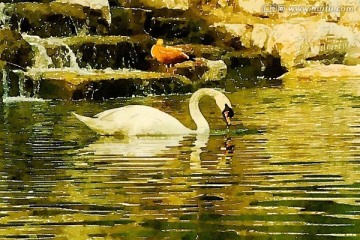 天鵝水鳥 水彩寫生