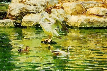 水鳥插畫 水彩畫