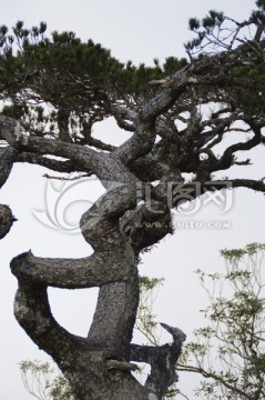 海南五指山里的松树