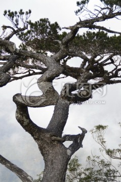 海南五指山里的松树