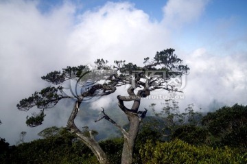 海南五指山里的松树