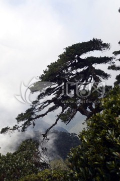 海南五指山山上的迎客松