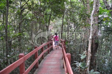 五指山里的旅游栈道