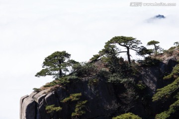 黄山松 逆光剪影 云海苍茫