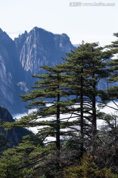 黄山松 逆光剪影 悬崖峭壁