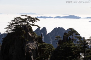 黄山松 逆光剪影 云海苍茫