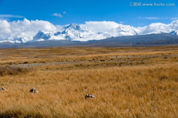 西藏希夏邦马草原