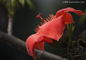 木棉花