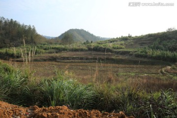 田野