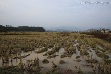 田野