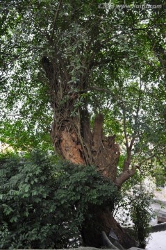 百年古树