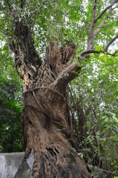 百年古树