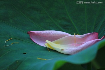 荷花花瓣