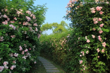 月季花花海