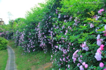 月季花花海